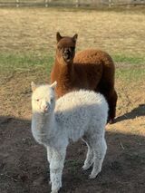 alpaca for sale