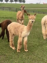 alpaca for sale