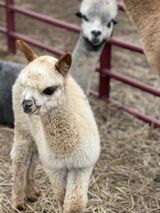 alpaca for sale