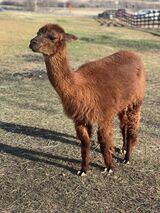 alpaca for sale