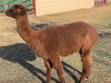 alpaca for sale