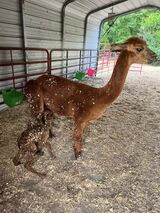 alpaca for sale