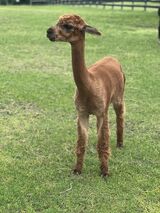 alpaca for sale