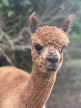 alpaca for sale