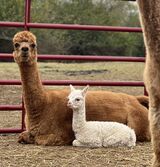 alpaca for sale