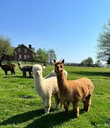 alpaca for sale