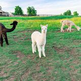 alpaca for sale