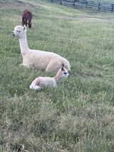 alpaca for sale