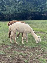 alpaca for sale