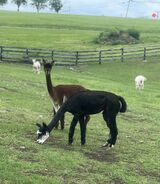 alpaca for sale