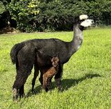 alpaca for sale