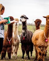 alpaca for sale