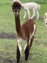 alpaca for sale