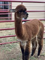 alpaca for sale