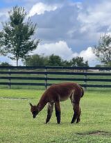 alpaca for sale