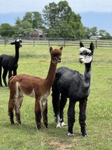 alpaca for sale