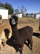 alpaca for sale