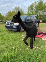 alpaca for sale