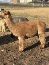 alpaca for sale