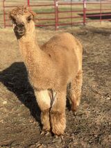 alpaca for sale