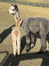 alpaca for sale