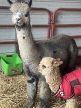 alpaca for sale