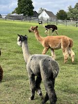 alpaca for sale