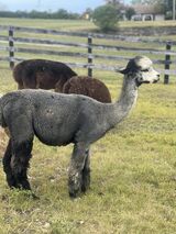 alpaca for sale