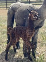 alpaca for sale