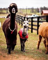 alpaca for sale