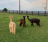 alpaca for sale