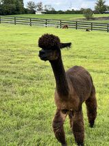 alpaca for sale