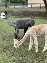 alpaca for sale