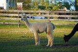 alpaca for sale