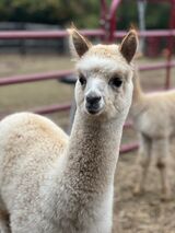 alpaca for sale