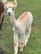 alpaca for sale