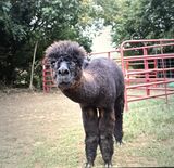 alpaca for sale