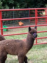 alpaca for sale