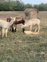 alpaca for sale