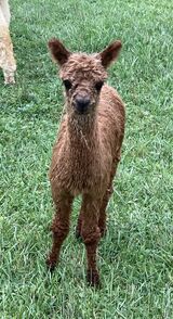 alpaca for sale