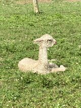 alpaca for sale