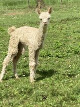 alpaca for sale