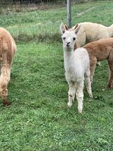 alpaca for sale