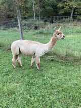 alpaca for sale