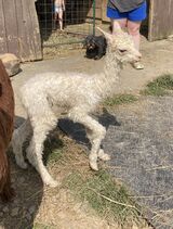 2024 cria-Glory