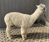 alpaca for sale