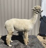 alpaca for sale