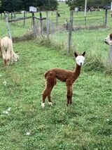 alpaca for sale