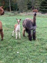 alpaca for sale