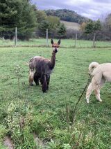 alpaca for sale